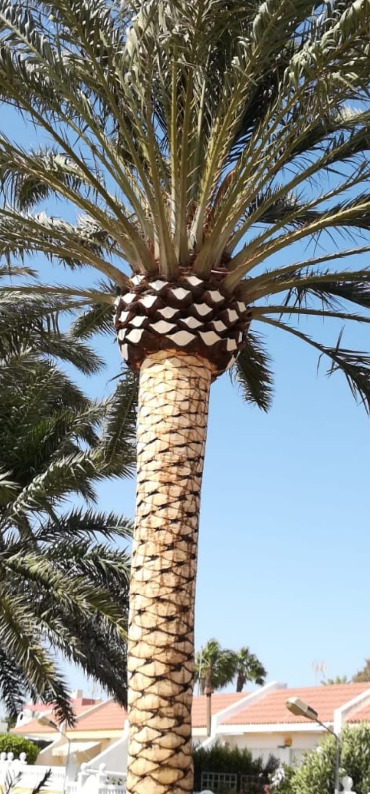 116265224_118517086612272_7762870226548140427_n